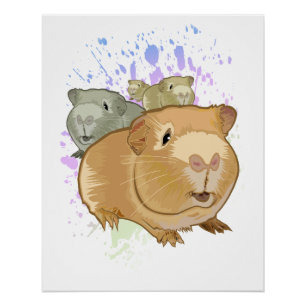 Poster Trio de cochons d'Inde colorés Arc-en-ciel Éclabou