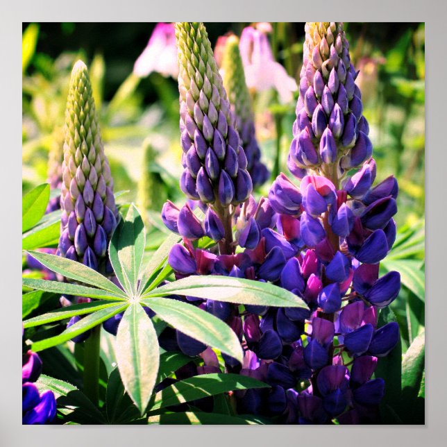 Poster Trio de fleurs de lupine violette (Devant)