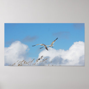 Poster Trio de goélands 2