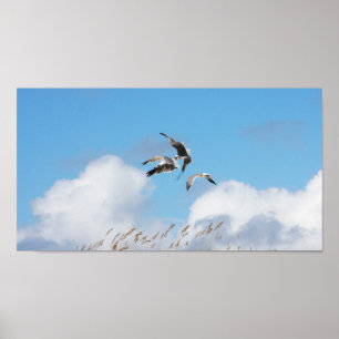 Poster Trio de goélands 4