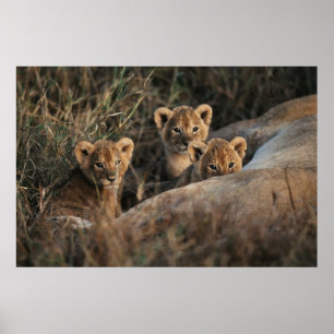Poster Trio de lionceaux avec leur mère