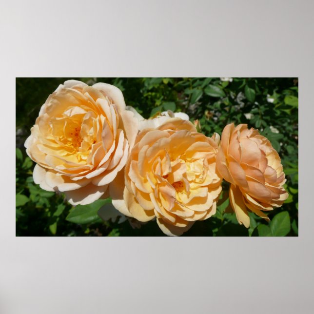 Poster Trio de Pêche Rose Floral (Devant)