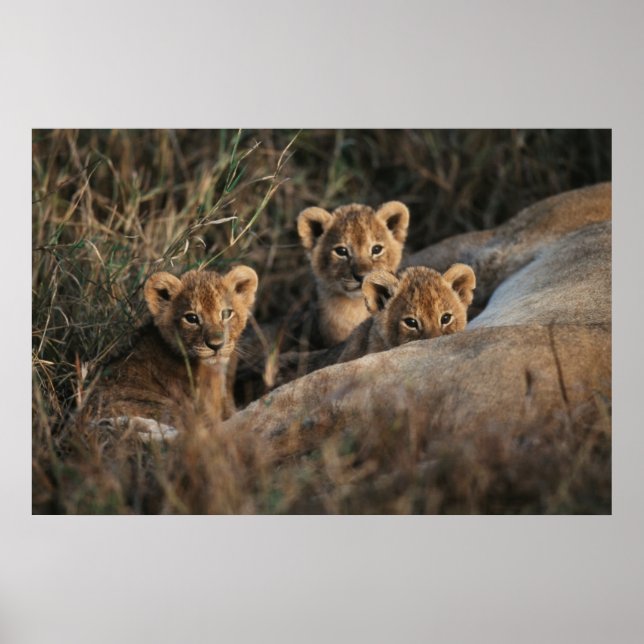 Poster Trio des petits Lion de six semaines assis (Devant)