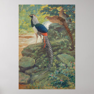 Poster Trio du faisan de Lady Amherst par cascade