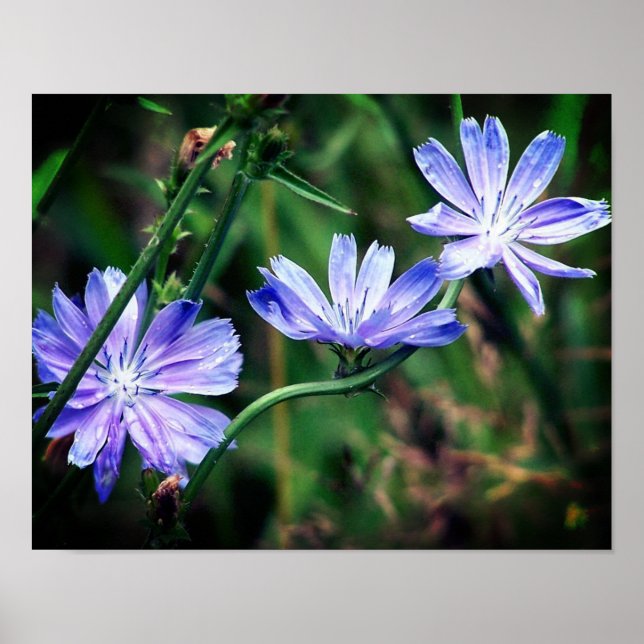 Poster Trio Fleur Fleurs Fleurs Fleurs Fleurs Sauvages Bl (Devant)