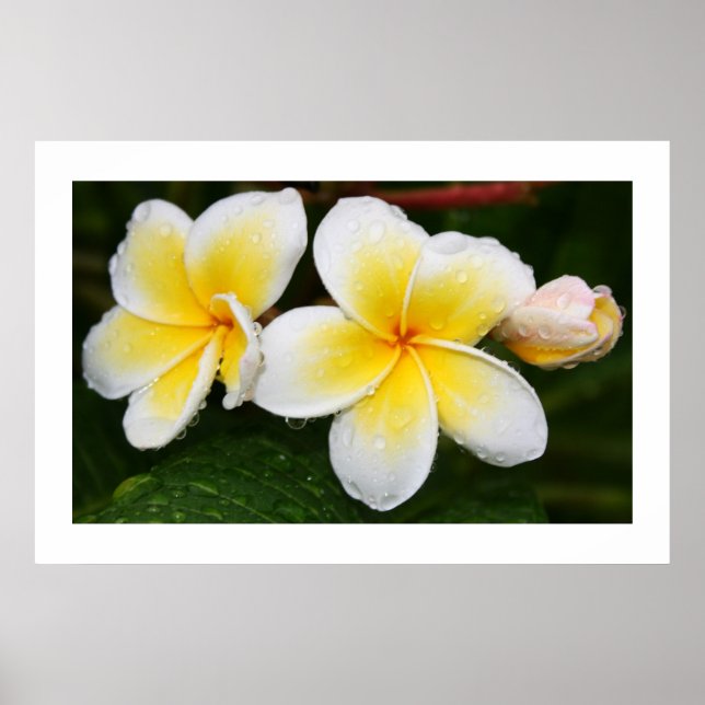 Poster Trio Plumeria (Devant)