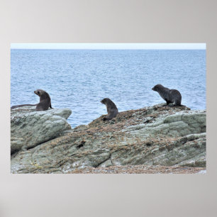 Poster Trio Pose de phoque