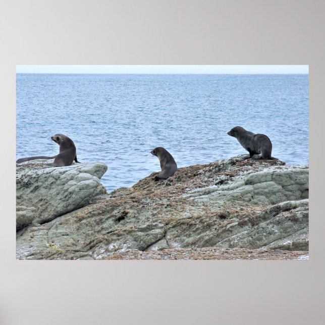 Poster Trio Pose de phoque (Devant)