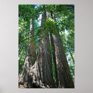 Poster "Tripletrees", Muir Woods
