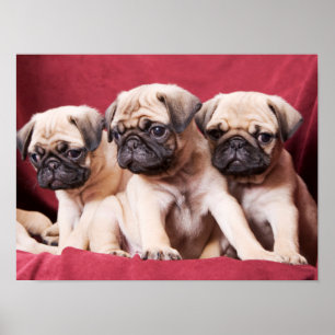 Poster Triplets carlin