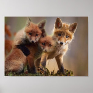 Poster Triplets Foxy