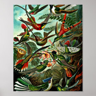 Poster Trochilidae