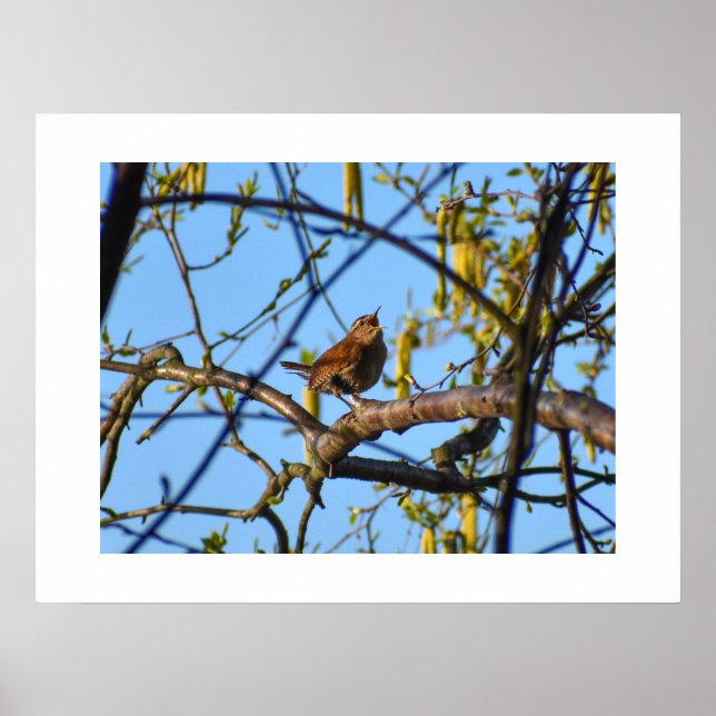 Poster Troglodyte (Devant)