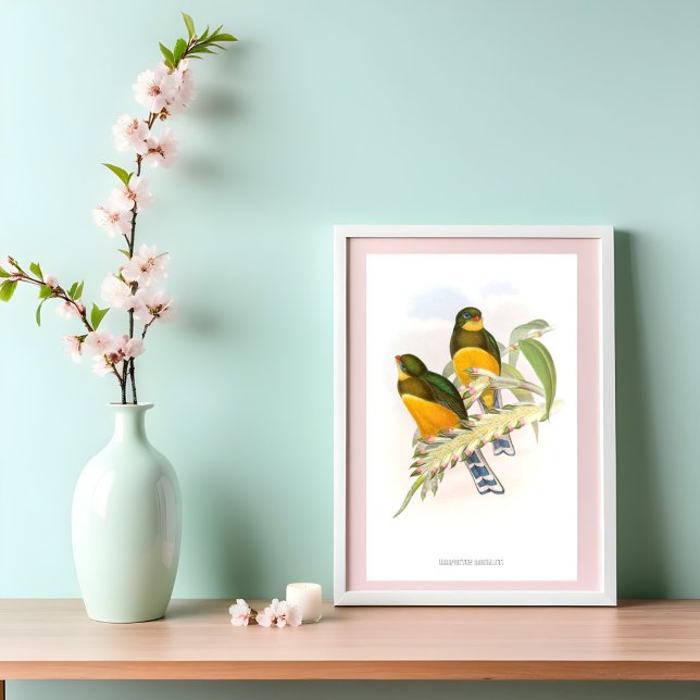 Poster Trogon de Macklot (1850-1883) (Créateur téléchargé)