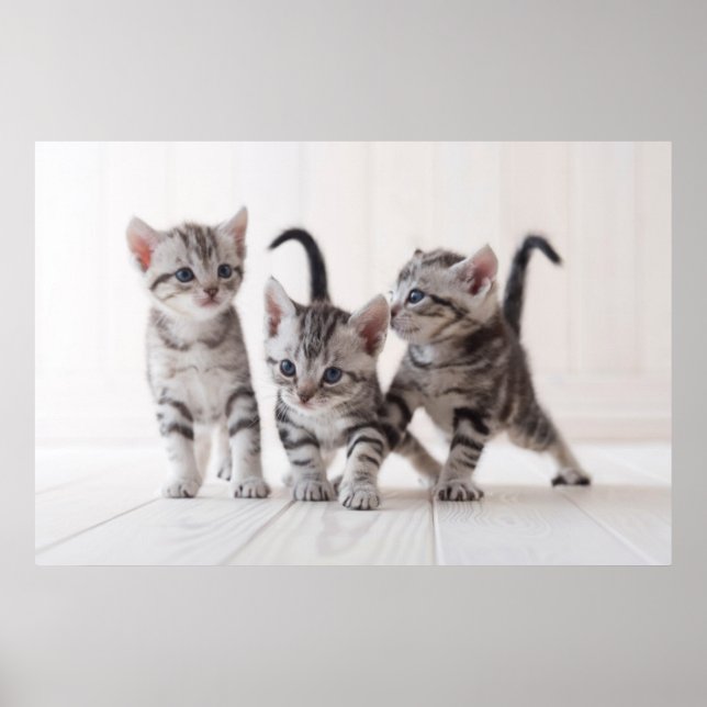 Poster Trois Américain Shorthair Jouer (Devant)