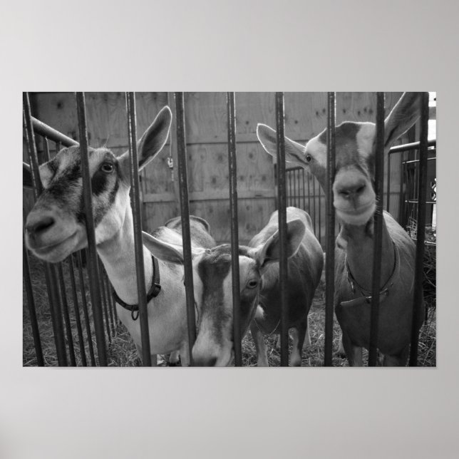 Poster Trois Amigos (Devant)