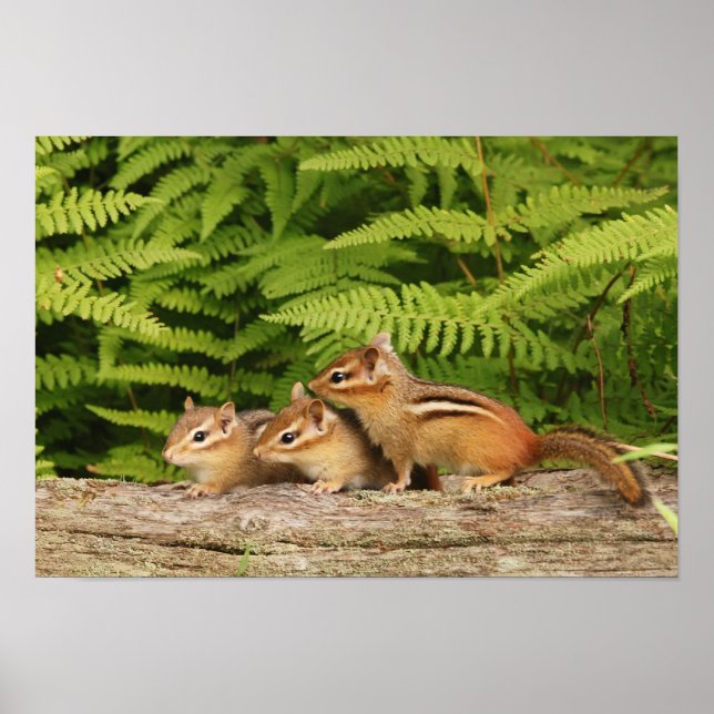 Poster trois babioles (Devant)