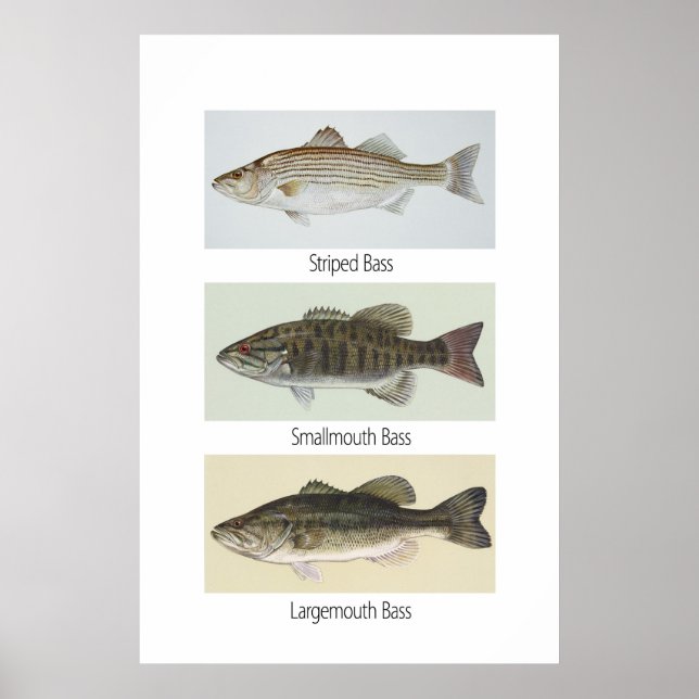 Poster Trois Basses (Devant)
