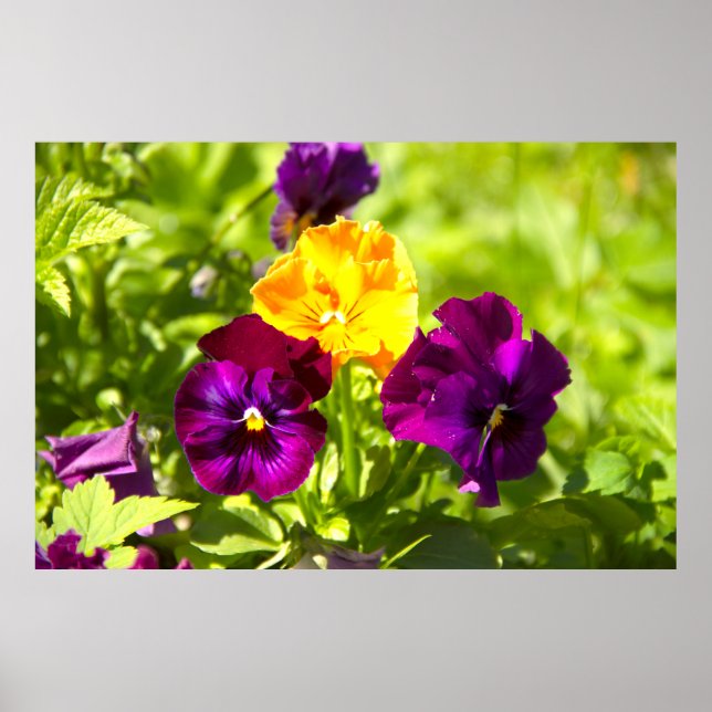 Poster Trois belles violettes photo (Devant)