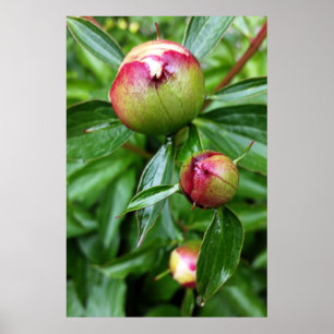 Poster Trois bourgeons de pivoine