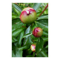 Trois boutons de pivoine