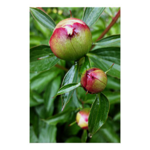Poster Trois boutons de pivoine
