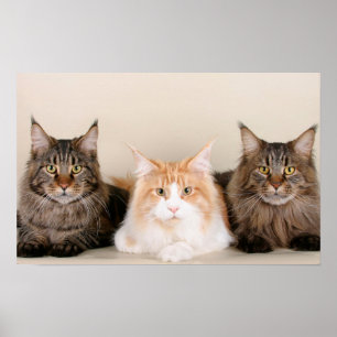 Poster Trois chats à coon du Maine