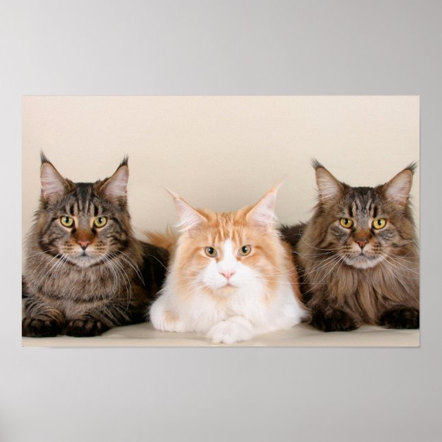 Poster Trois chats à coon du Maine (Devant)