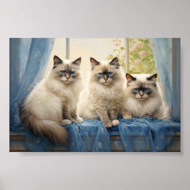 Poster Trois chats Ragdoll (Devant)