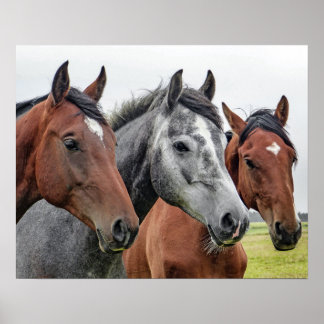 Poster Trois chevaux