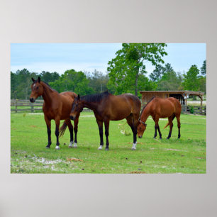 Poster Trois chevaux majestueux