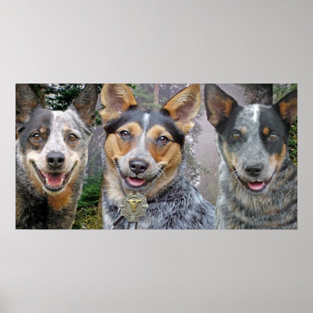 Poster Trois chiens de bétail australiens (Devant)