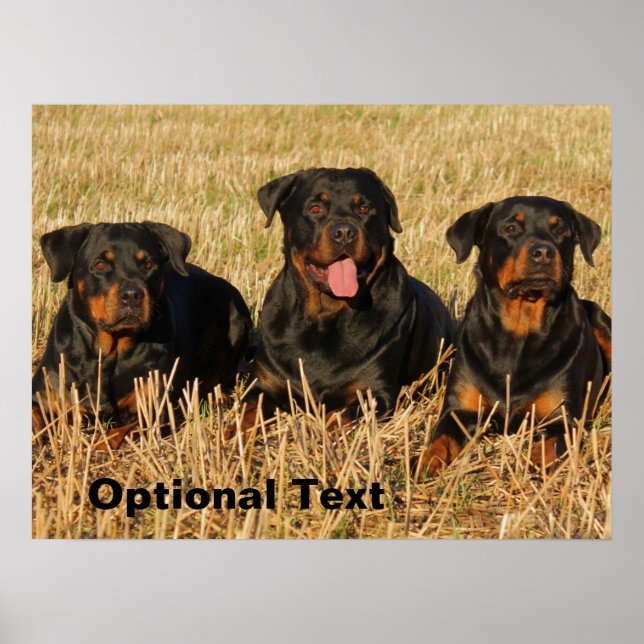 Poster Trois chiens Rottweiler - Pack de Rotties (Devant)