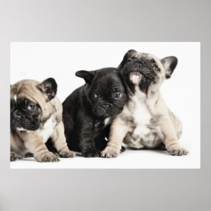 Poster Trois Chiots Carlins