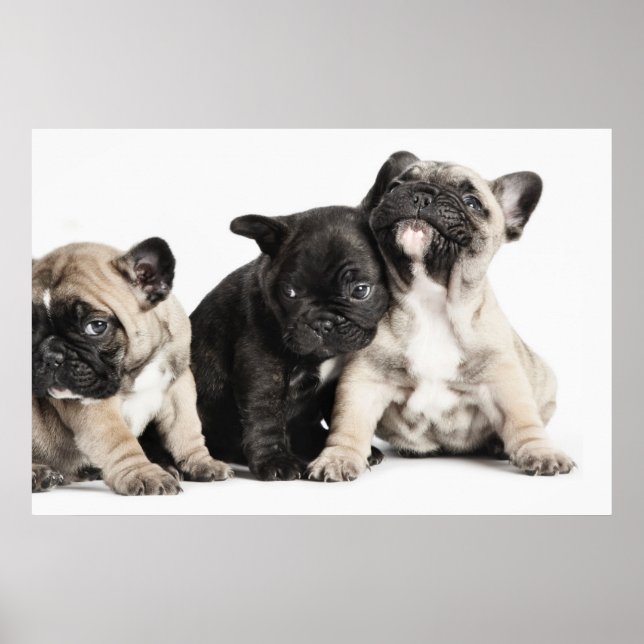 Poster Trois Chiots Carlins (Devant)