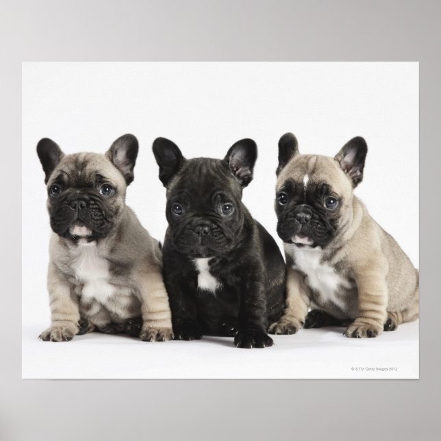 Poster Trois Chiots Pedigree (Devant)