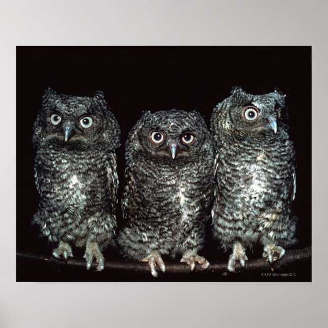 Poster trois chouettes (Devant)