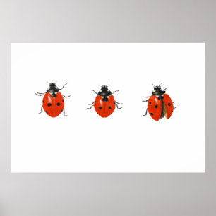 Poster Trois coccinelles 2013