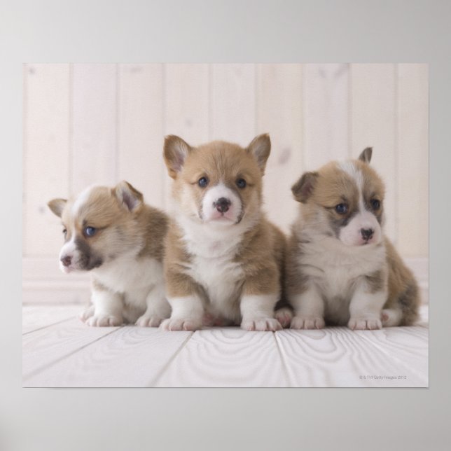 Poster Trois Corgi gallois (Devant)