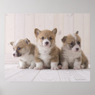 Poster Trois corgis de Gallois