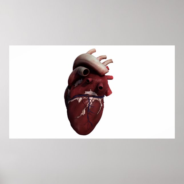 Poster Trois Dimensions Du Coeur Humain, Droite (Devant)