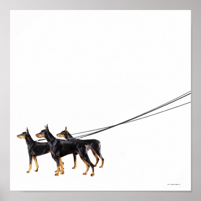 Poster Trois Dobermans en laisse (Devant)