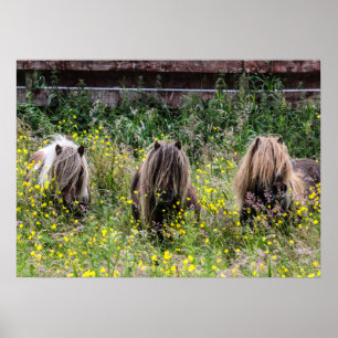 Poster Trois étalons de poney Shetland dans un champ Post