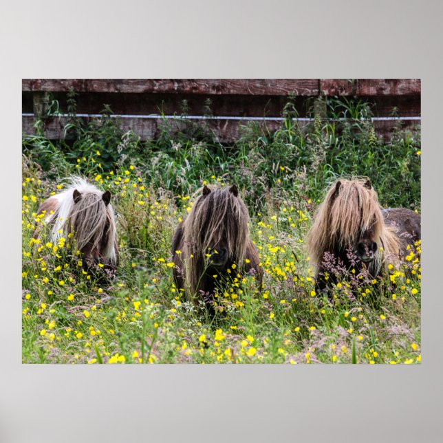 Poster Trois étalons de poney Shetland dans un champ Post (Devant)