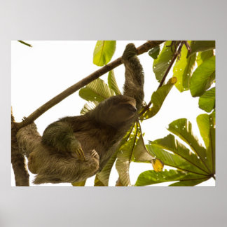 Poster Trois fentes à pieds au Costa Rica