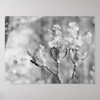 Poster Trois fleurs à l'arbre