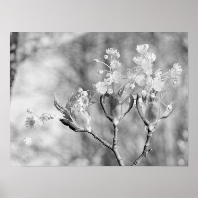 Poster Trois fleurs à l'arbre (Devant)
