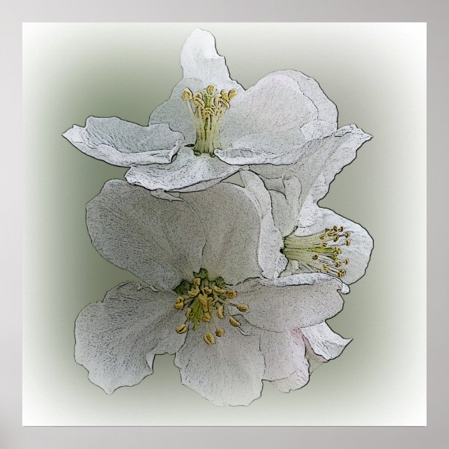 Poster trois fleurs blanches (Devant)