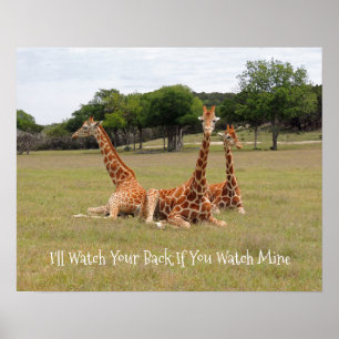Poster Trois girafe à Fossil Rim