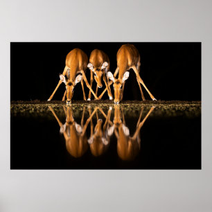 Poster Trois impalas boivent ensemble la nuit